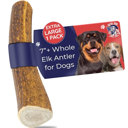 Devil Dog Pet Co. Elk Antlers for Dogs, Natural Dog Chew for Aggressive Chewers - Long Lasting and Odor Free - USA Sourced - Cleaner Teeth, Anxiety & Boredom Relief - Whole XL 7"+ - Antler Bone - style: WHOLE - XL - 1 Pack