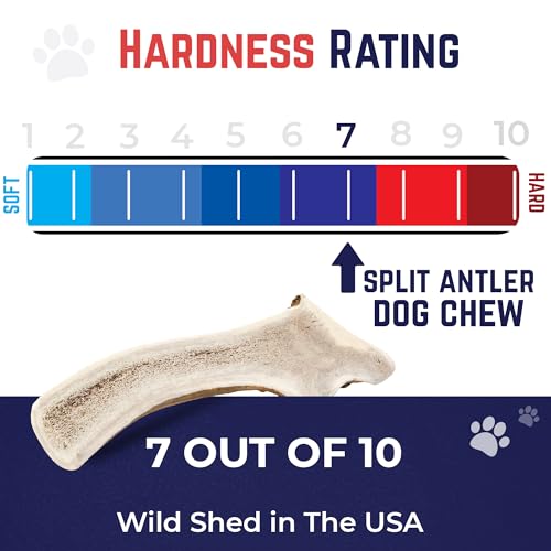 Devil Dog Pet Co. Split Elk Antlers for Dogs, Natural Dog Chew with Exposed Marrow - Long Lasting and Odor Free - USA Sourced - Cleaner Teeth, Anxiety & Boredom Relief - Jumbo 8"+ - Antler Bone - style: split - Jumbo - 1 Pack
