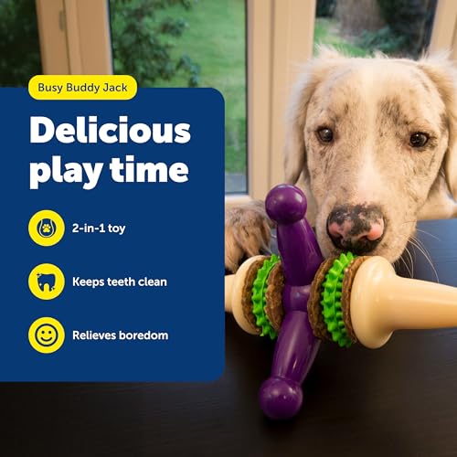 PetSafe Busy Buddy Jack - Treat Holding Dog Chew Toys - Helps Clean Teeth - Vanilla Scented Rubber for Strong Chewers - Treat Refills Included - Interactive Dog Toy Keeps Dogs Busy - Purple, Large - size: Large, style: Jack