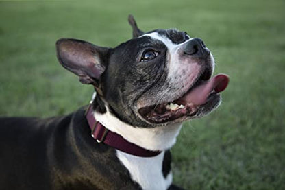 Country Brook Petz - Burgundy Martingale Heavyduty Nylon Dog Collar and Double Handle Leash (3/4 Inch, Small) - color: Burgundy, size: Small (Pack of 1)
