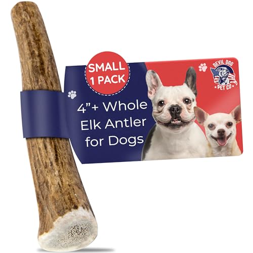 Devil Dog Pet Co. Elk Antlers for Dogs, Natural Dog Chew for Aggressive Chewers - Long Lasting and Odor Free - USA Sourced - Cleaner Teeth, Anxiety & Boredom Relief - Whole Small 4"+ - Antler Bone - style: WHOLE - Small - 1 Pack