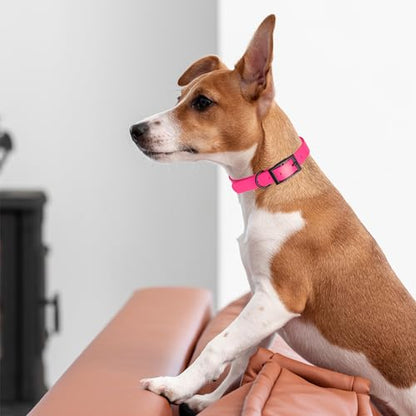 Dogline Biothane Waterproof Dog Collar Strong Coated Nylon Webbing with Black Hardware Odor- Proof for Easy Care Easy to Clean High Performance Fits Small Medium or Large Dogs, Passionfruit Pink