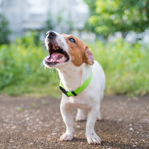 Dog Collar Green Basic Dog Collars with Breathable Quick Release Nylon Pet Collar for Puppy Small Medium Large Dogs Boy Girl - color: Green, size: X-Small,Neck 8-10.5"(Pack of 1)