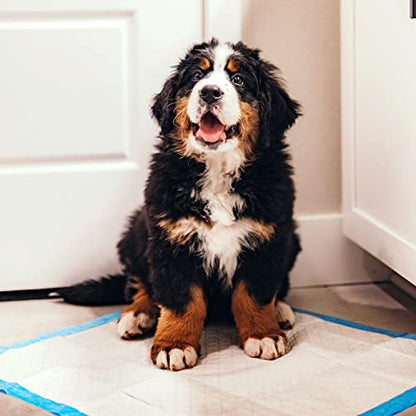 Four Paws Wee-Wee Superior Performance Unscented Pee Pads for Dogs & Puppies, Quilted Leak-Proof Dog Housebreaking Potty Training Floor Protection, 22" x 23", 50 Count - size: 50 Count