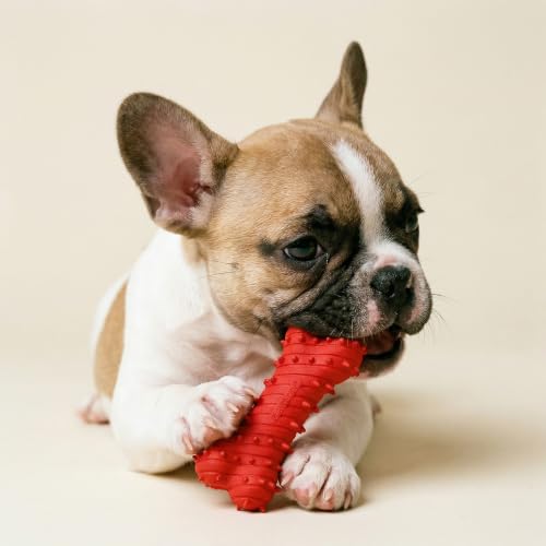 Playology Dog Toys | Teething Bone for Puppies and Young Dogs | Beef Scented Small Dog Bone Chew Toy | Teething Puppy Essentials - size: Small, style: Beef