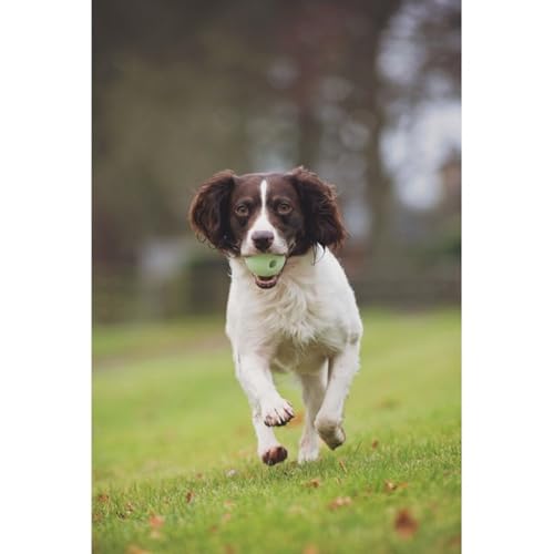 Chuckit! Glow in the Dark Bouncy Balls - Ball for Dogs, Chuckit Dog Toy, Max Glow Balls - Extra-Large, 3.5 Inch, Pack of 1 - size: Extra-Large