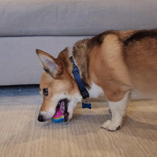 SPOT Sensory Ball for Soft Chewers - Stimulates All 5 Senses, Bell & Squeaker Sounds, Raised Nubs Clean Teeth, High Contrast Fetch Toy, Beef Scented, Durable TPR Rubber Ball, 2.5-inch - size: 2.5 inch (Pack of 1)