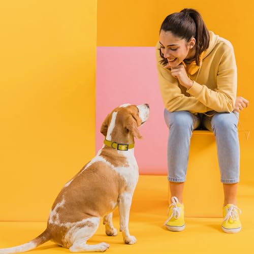 Dogline Biothane Waterproof Dog Collar Strong Coated Nylon Webbing with Black Hardware Odor- Proof for Easy Care Easy to Clean High Performance Fits Small Medium or Large Dogs, Treasure Gold
