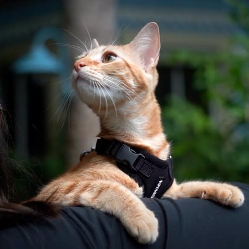 Best Pet Supplies Voyager Step-in Lock Pet Harness w Reflective Pet Leash Combo Set with Neoprene Handle 5ft - Supports Small, Medium and Large Breed Puppies/Cats - Black, S - color: Harness Leash Set (Black), size: S (Chest: 15 - 18")