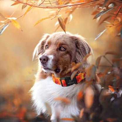 Fall Dog Collar, Gold Maple Leaves Pattern Fall Thansgiving Puppy Collar, Soft Adjustable Cotton Holiday Dog Collars for Small Medium Large Boy&Girl Dogs XS - color: Gold Maple Leaves, size: XS