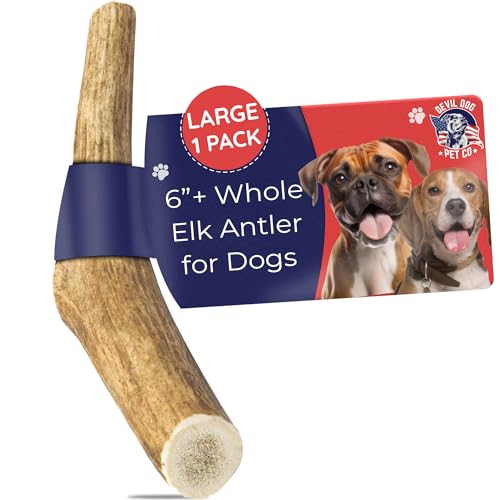 Devil Dog Pet Co. Elk Antlers for Dogs, Natural Dog Chew for Aggressive Chewers - Long Lasting and Odor Free - USA Sourced - Cleaner Teeth, Anxiety & Boredom Relief - Whole Large 6"+ - Antler Bone - style: WHOLE - Large - 1 Pack