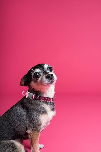 Dog Collar, Cute Camouflage Pattern, Soft and Adjustable Collar with Quick Release Buckle (XS (Neck 9-13", Width 3/8"), Camouflage Pink) - color: Camouflage Pink, size: XS (Neck 9-13", Width 3/8")