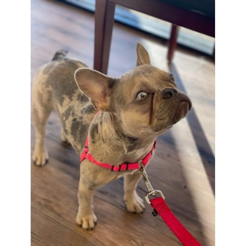 Sense-ible No-Pull Dog Harness - Black Medium - color: Black, size: Medium Standard