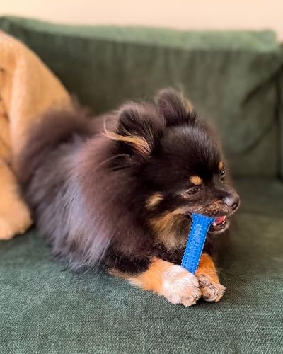 Nylabone Textured Dental Bone Flexi Chew Toy for Dogs, Dog Toys for Moderate Chewers, Chicken Flavor, X-Small - Up to 15 lbs, 1 Count - size: X-Small