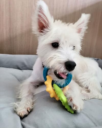 Nylabone New Puppy Starter Kit, 5 Dog Chew Toys and 1 Natural Reward for Puppies, Multi Color, Bacon & Chicken Flavor,Small Dogs - Up to 25 lbs., 6 Pack - color: Bundle