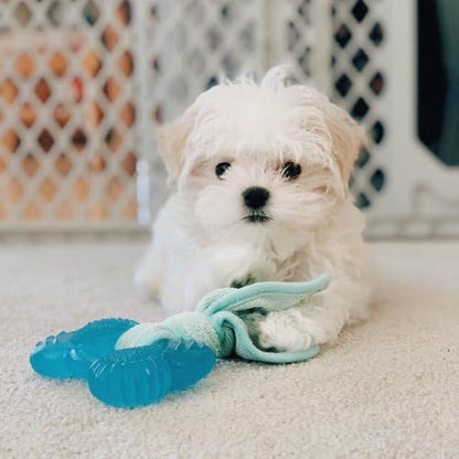 Nylabone Freezer Bone Puppy Chew Toy, Soothing Teething Toys for Puppies, Rubber & Terry Cloth, Peanut Butter Flavor, Small Dogs - Up to 25 lbs., 1 Count - size: Small