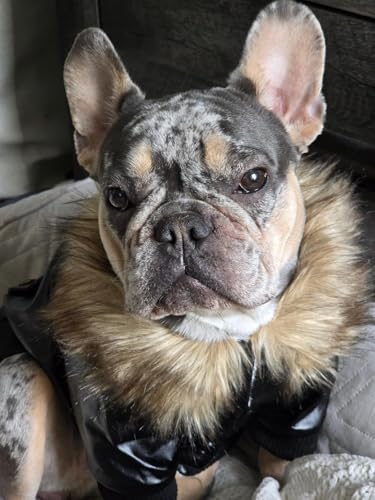 LESYPET Dog Leather Jacket for Small Dogs, Waterproof Dog Winter Jacket Puppy Coat with Fleece Lined, Ultra Warm Fur Collar Doggie Coat, Black S - color: Black, size: Small