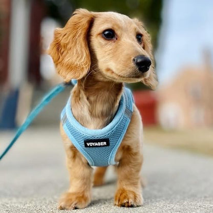 Best Pet Supplies Voyager Step-in Air Harness - All Weather Mesh, Reflective, No Pull Harness for Dogs, Cats - Secure with Hook & Loop Fastener, Buckle, Double D-Rings - Baby Blue, L - color: Harness (Baby Blue), size: L (Chest: 18 - 20.5")