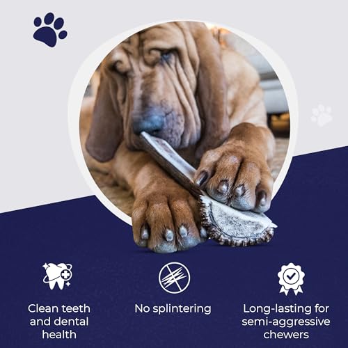 Devil Dog Pet Co. Split Elk Antlers for Dogs, Natural Dog Chew with Exposed Marrow - Long Lasting and Odor Free - USA Sourced - Cleaner Teeth, Anxiety & Boredom Relief - Large 6"+ - Antler Bone - style: split - Large - 1 Pack