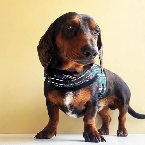 Dachshund Harness no Armpit rub, Christmas Plaid Escape Proof Doxie Harness, Adjustable Step in Dog Harness for mini & Standard Dachshund (Green, XS: Chest 10"-12"/25-31cm) - color: Green, size: XS:Chest 10"-12"/25-31cm