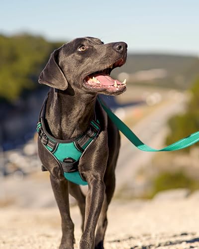 Joytale No Pull Dog Harness Medium Sized Dog, Reflective Pet Vest with Front Clip, Adjustable Soft Padded Harnesses with Easy Control Handle for Training and Walking, Teal, M - color: Teal, size: Medium