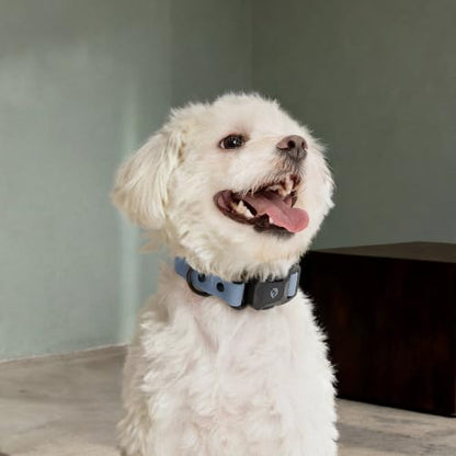 Fei & Eve VERO Dog Collar, Dusk Blue, Small | MagEase Magnetic Buckle, Waterproof PVC, Odor Resistant, Easy Clean, Heavy Duty - color: Dusk Blue, size: S