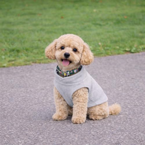 JACKO & CO - Fleece Vest Dog Sweater with Leash Ring - Soft, Warm & Lightweight Pullover Coat for Small & Medium Dogs, Puppies & Cats - Cozy Fall/Winter/Spring Pet Jacket (Grey, X-Small 2-4lbs) - color: Grey, size: XS (2-4lbs)