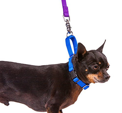 GOGO Pet Products 5/8-Inch Martingale Dog Collar, Small, Blue - color: Blue, size: Small (5/8" web width)