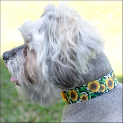 Country Brook Petz - HossFit Jr Wide Martingale Dog Collar - Country and Western Collection Featuring Rustic Designs (Dairy Fields, Medium) - color: Dairy Fields, size: Medium (Pack of 1)