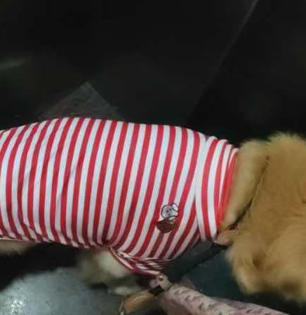 Turtleneck Dog Shirt Cute Doggie Embroidery Super Soft Dog Sweatshirt Stretchy Striped Puppy Pullover for Cats Small Medium Large Dogs (Red Striped, 5X-Large) - color: Red Striped, size: 5X-Large