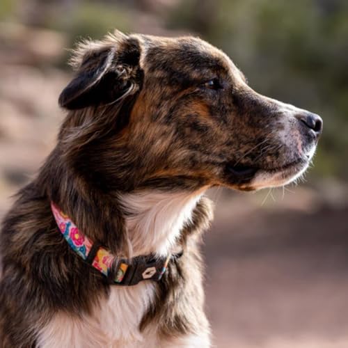 Wolfgang Heavy Duty, Adjustable Dog Collar with Quick Release Nylon Buckle for Walking & Training, PackLeader Print, Small - color: PackLeader Print, size: Small (5/8 Inch x 8-12 Inch)