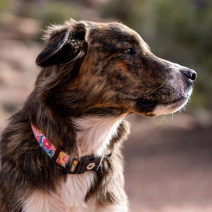 Wolfgang Heavy Duty, Adjustable Dog Collar with Quick Release Nylon Buckle for Walking & Training, PackLeader Print, Small - color: PackLeader Print, size: Small (5/8 Inch x 8-12 Inch)