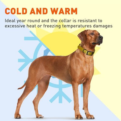 Dogline Biothane Waterproof Dog Collar Strong Coated Nylon Webbing with Black Hardware Odor- Proof for Easy Care Easy to Clean High Performance Fits Small Medium or Large Dogs, Treasure Gold