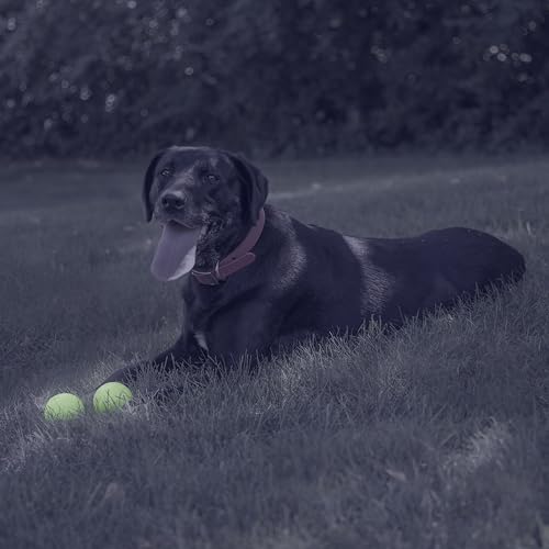Chew King 2 Piece Glowing Fetch Ball - color: A) 2-Pack (2.5" Balls)