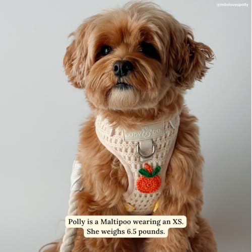 Lucy & Co. Main Squeeze Crochet No-Pull Dog Harness, Adjustable Front Clip Harness with Comfort Padding, X-Large - color: Main Squeeze, size: X-Large