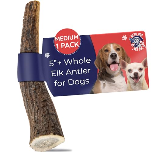 Devil Dog Pet Co. Elk Antlers for Dogs, Natural Dog Chew for Aggressive Chewers - Long Lasting and Odor Free - USA Sourced - Cleaner Teeth, Anxiety & Boredom Relief - Whole Medium 5"+ - Antler Bone - style: WHOLE - Medium - 1 Pack