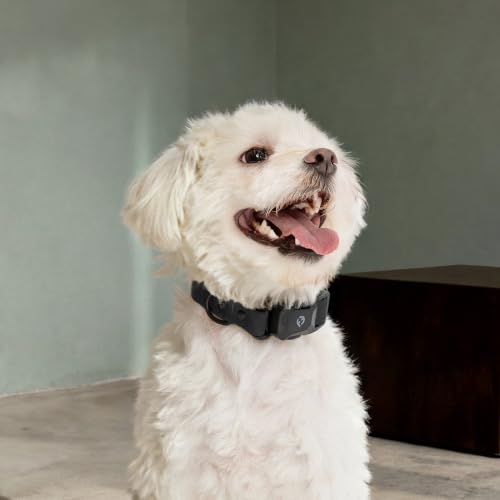 Fei & Eve VERO Dog Collar, Black, Small | MagEase Magnetic Buckle, Waterproof PVC, Odor Resistant, Easy Clean, Heavy Duty - color: Black, size: S