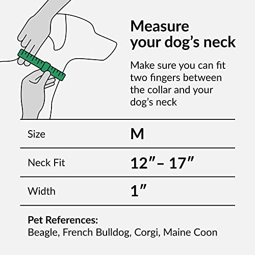 CollarDirect Martingale Dog Collar Heavy Duty Nylon Slip Collars for Small Medium Large Dogs [Nylon, Patterned, Pink, M, 12"-17"] - color: Pink, size: Medium (Neck Size 12"-17")