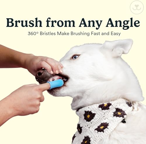 Jasper Dog Toothbrush, 360 Degree Pet Tooth Brushing Kit, Cat Toothbrush, Canine Dental Care & Teeth Cleaning Kit, Pet Finger Tooth Brush, Use with Dog Toothpaste, 4-Pack Multicolor - color: Multicolor (4-pack)
