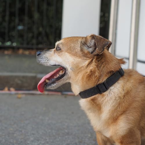 Dog Collar Black Basic Adjustable Dog Collars with Breathable Quick Release Nylon Pet Collar for Puppy Small Medium Large Dogs Boy - color: Black, size: X-Small,Neck 8-10.5"(Pack of 1)
