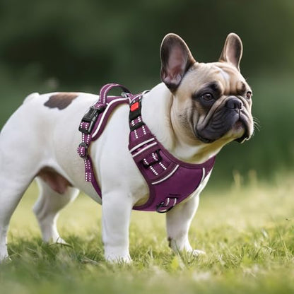 Timos Dog Harness Small Sized, No Pull Pet Harness with Neck Lockable Snap, No Choke Front Clip Reflective Vest, Adjustable Metal Rings 3 Buckles, Easy Control Handle for Small Dogs Grape Purple S - color: Lock Grape Purple, size: Small (Pack of 1)