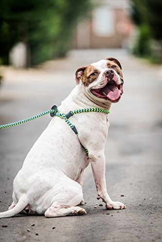 Harness Lead No Pull Dog Harness and Leash Set, Anti Pull Dog Harness, One-Piece Cushioned Rope Safely Prevents Escaping and Pulling (Medium/Large, Peacock/Blue/Lime) - color: Peacock (Blue/Lime)