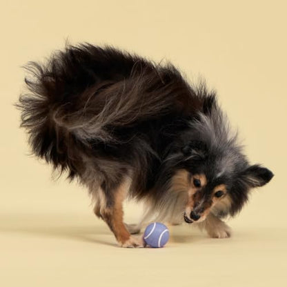 Playology Dog Toys | Squeaky Chew Ball for Dogs, Value 3-Pack | Blueberry Scented Small Dog Balls | Bouncy Floating Chew Toys for Fetch - size: Small (VALUE 3-Pack), style: Blueberry