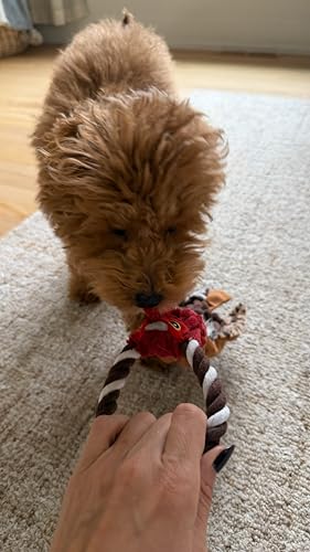 SPOT Skinneeez Tugs Mini Duck Tug Dog Toy – 14" Stuffing-Free Plush Toy with Rope Handle & Squeaker – Durable Tug Toy for Small & Medium Dogs, Moderate Chewers, Assorted Styles - size: 14"