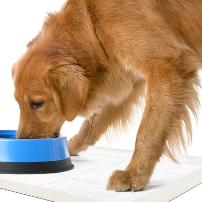 OUT! Petcare Large Dog Pee Pads, Disposable Quilted Training Pads with Pro-Grip, Leak Proof Absorbent Backing, Fast Drying, Puppy Housebreaking, Non Slip, Indoor Pet Potty Supplies, 21x21, 50 Count - size: 50 ct