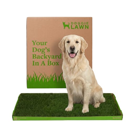 DoggieLawn XL - Real Grass Dog Pee Pad with Built-in Disposable Tray | No Cleaning, Odor-Free | Indoor Outdoor Potty Training for Puppies & Large Dogs | 48" x 24" - size: X-Large 24x48 inches
