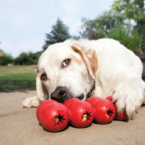 KONG Goodie Ribbon - Stuffable Natural Rubber Dog Toy - with Four Fillable Goodie Grippers for Enrichment Play - Bone-Shaped Chew Toy - for Small Dogs - size: Small (Pack of 1)