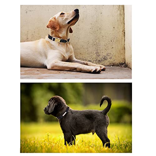 Nylon Dog Collar - Adjustable Black Soft Webbing Dog Collars for Small Medium Large Dogs Boy Girl Puppy Collar with Safety Metal Buckle XS - color: Nylon-Black, size: XS