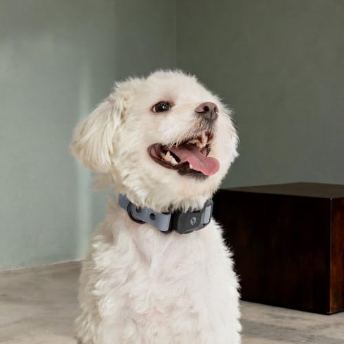 Fei & Eve VERO Dog Collar, Twilight Gray, Small | MagEase Magnetic Buckle, Waterproof PVC, Odor Resistant, Easy Clean, Heavy Duty - color: Twilight Gray, size: S