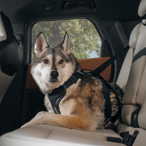 Thule Cappy Dog Harness S - Crash-Tested for Safety - Seatbelt passthrough - Adjustable & Easy to Clean - Padded Breathable mesh Panels - Leash Loop - Step-in Design - size: Small